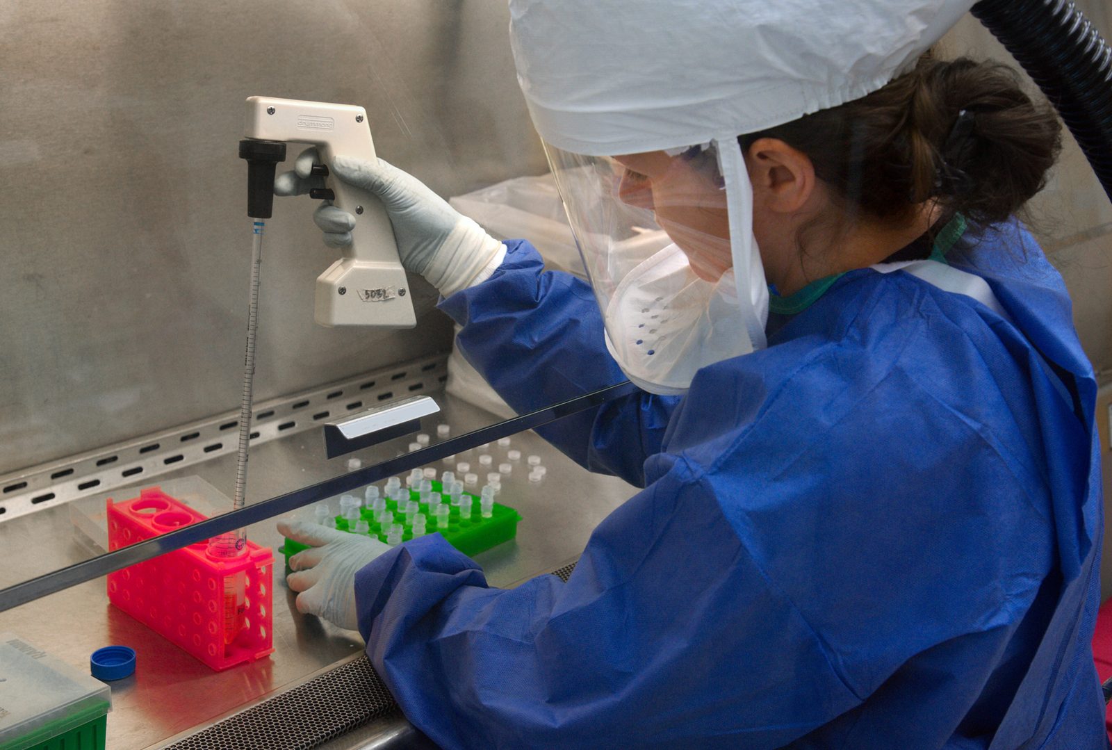 A scientist working at a biological safety cabinet.